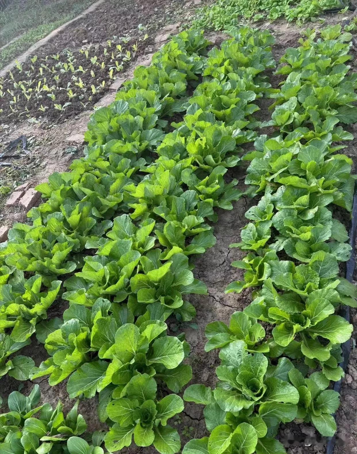 小雪后白菜包心慢？四招助你收获紧实大白菜

家人们，小雪都过去三天了，我瞅着地里