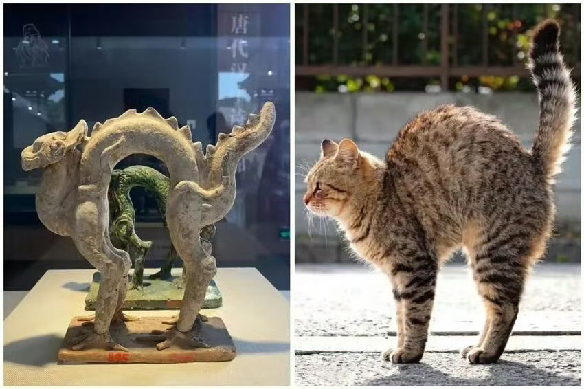 龙猫🐲🐱 