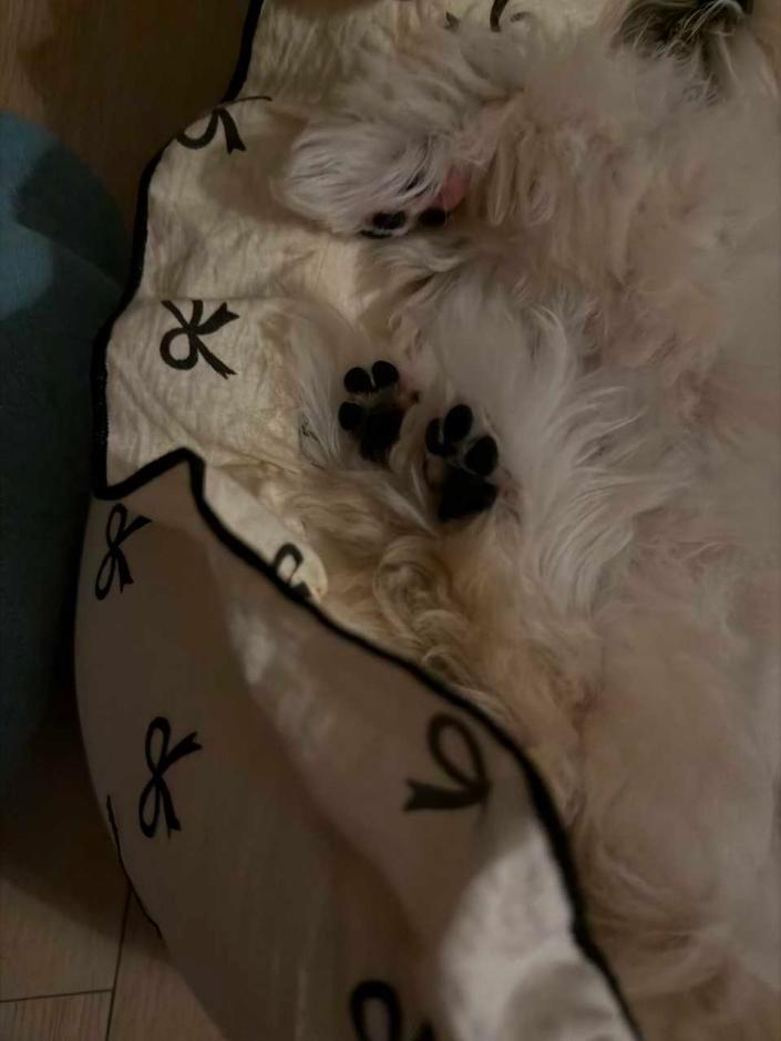 🐾 