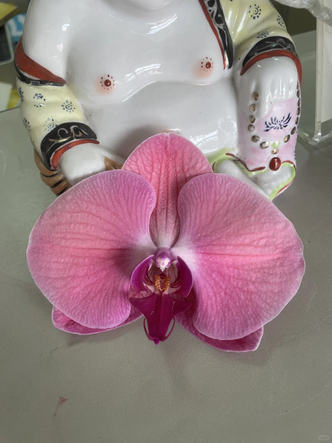 蝴蝶兰育种