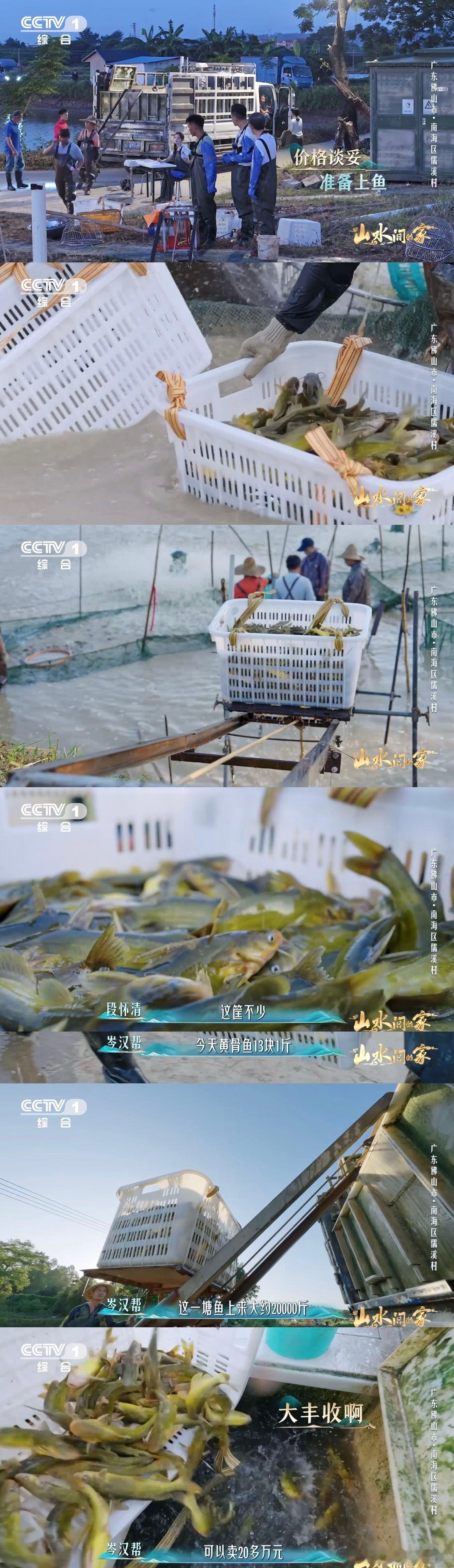 不是高科技却超实用！佛山“鱼电梯”让捕捞省劲，上万斤黄骨鱼上岸，这是劳动人民的生