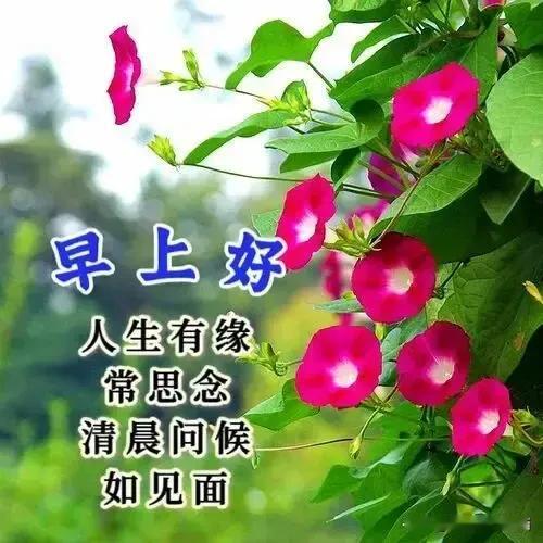 早安🤝🍎吉祥🤗🌹
把吉祥送给有缘的人；把尊重送给知心的人；把健康送给珍惜