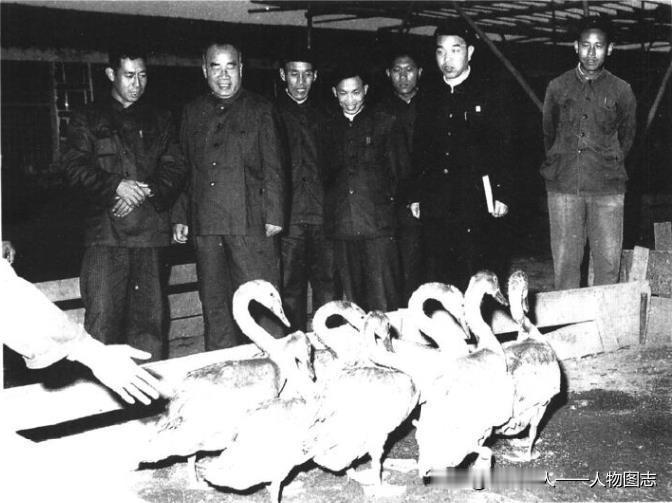 1959年12月22日朱德参观北京养鸭场