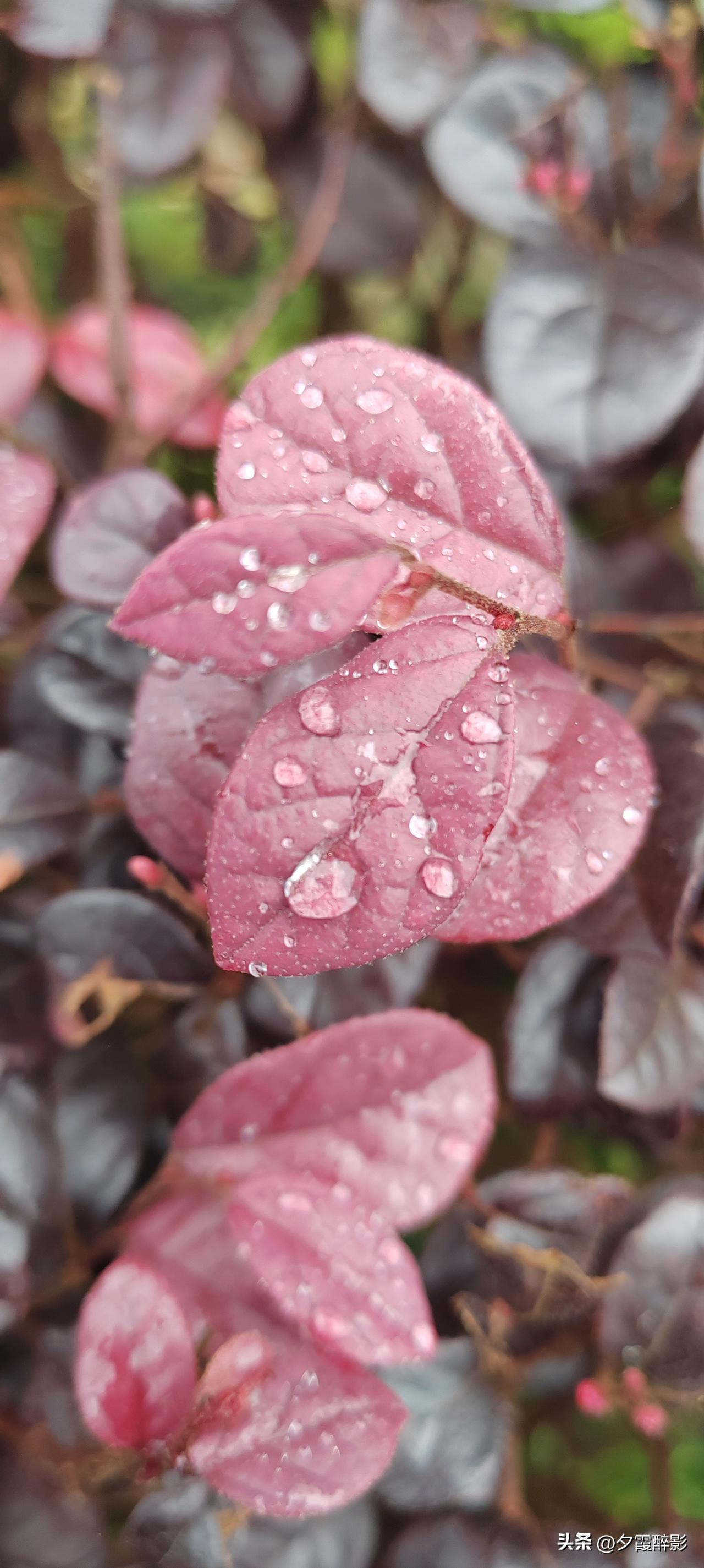 雨后晨露，心有清宁
 
一片嫣红的新叶
盛着昨夜未散的雨珠
晶莹剔透，颗颗清亮