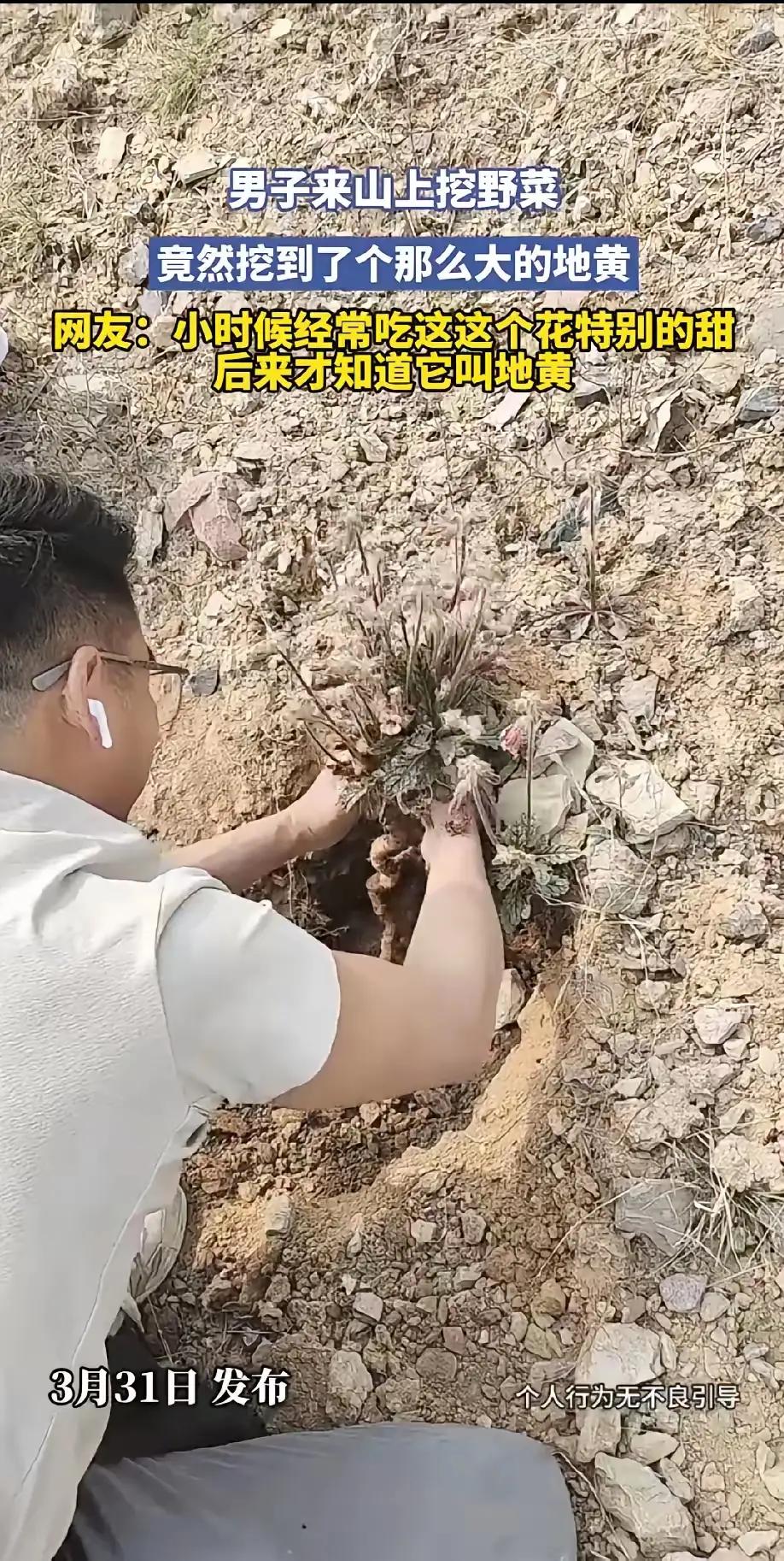 重庆大叔后山挖野菜竟刨出“千年地黄精”！胳膊粗的根茎惊呆全网，网友：童年蜜罐花竟