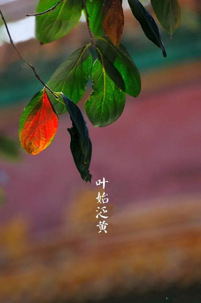 【中国节气：寒露】
秋深飒爽，叶始泛黄，草木凋荣。芰荷为衣，秋水渐老。菊有黄华，
