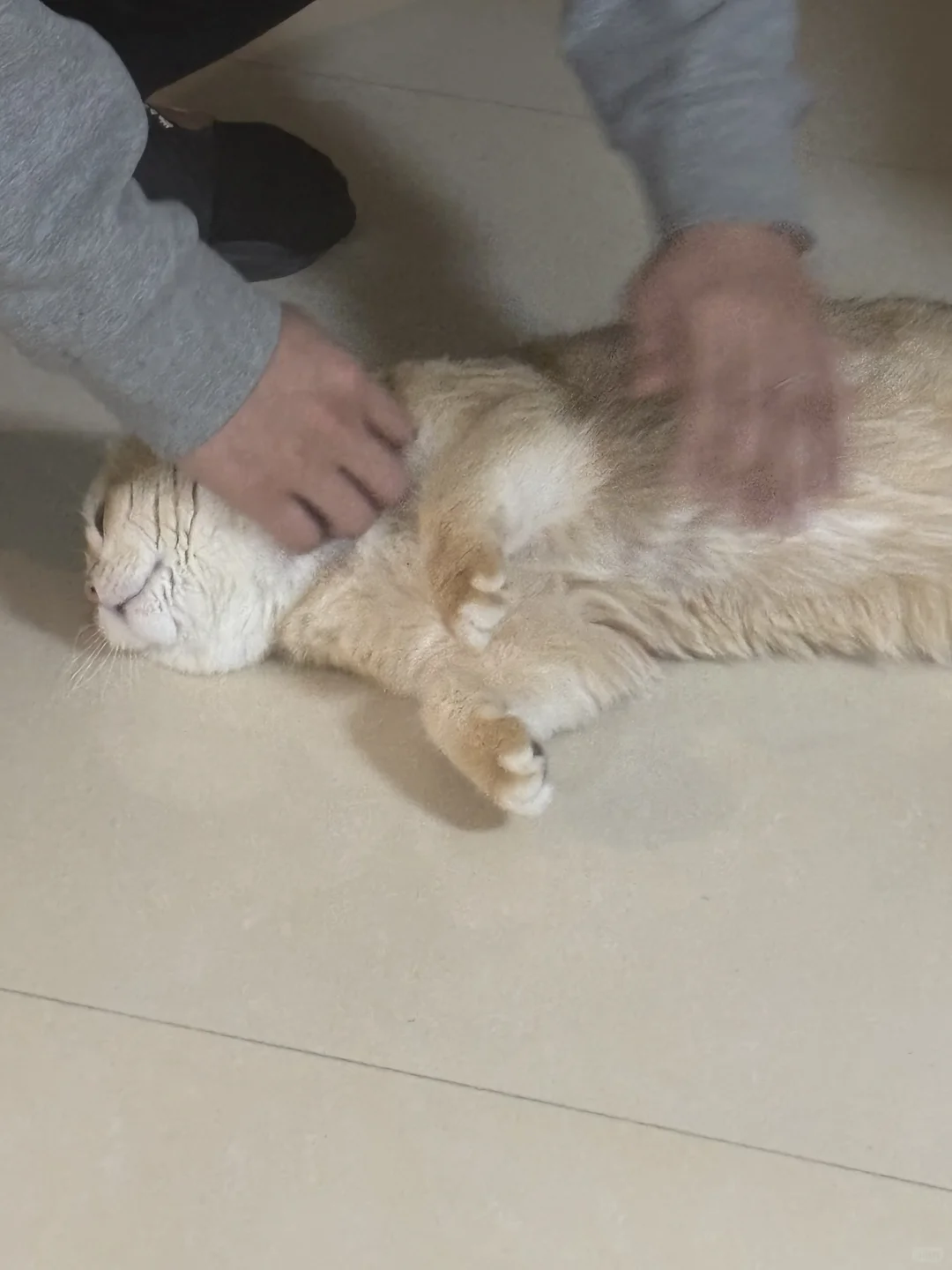 小猫的快乐很简单