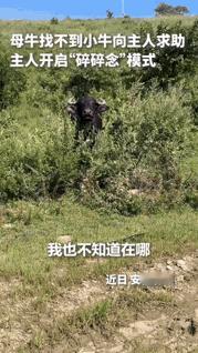 上人民日报了。安徽滁州，一母牛只顾吃草弄丢了小牛，主人本以为它会自己四处寻找，没