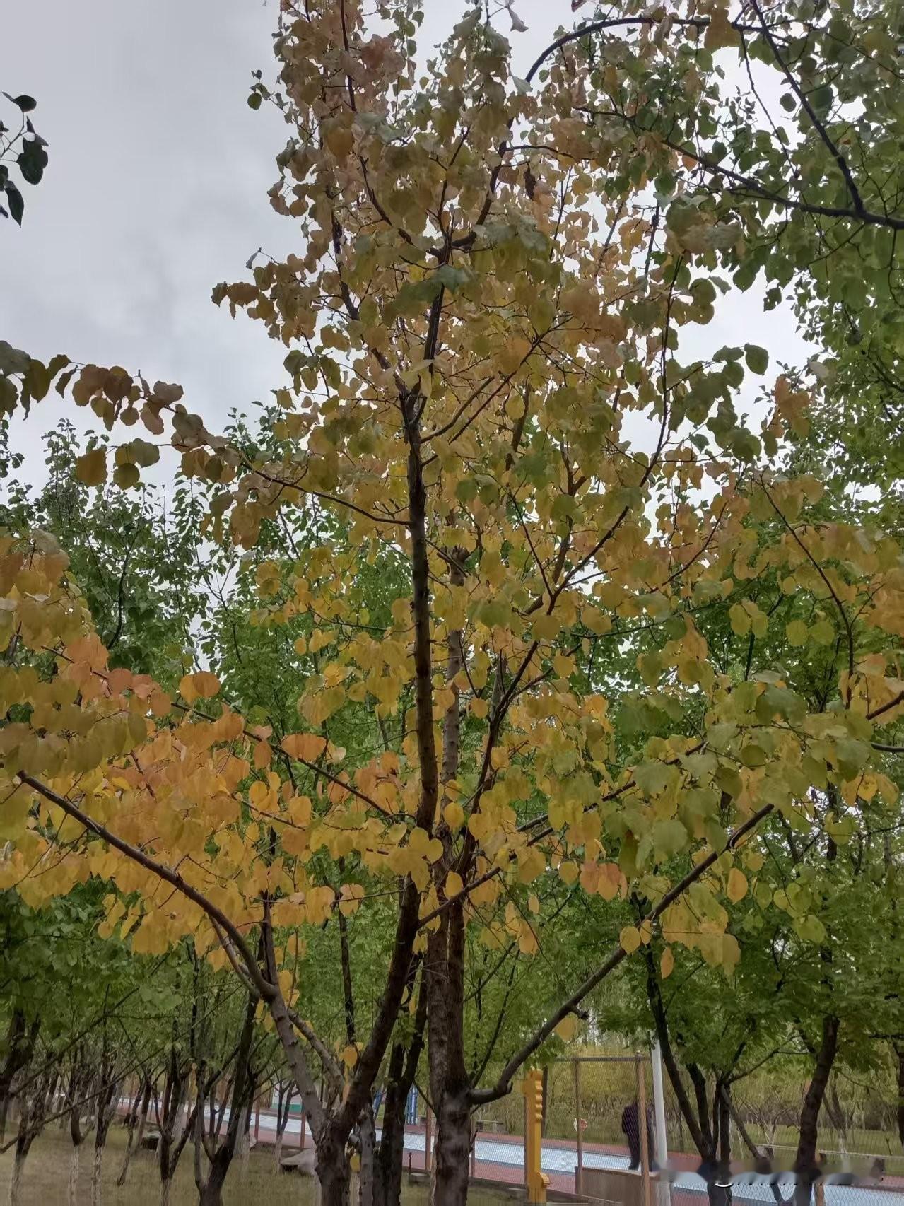 在公园遛弯时，偶然撞见这片树，叶子黄绿黄绿的，像把春天和秋天揉在了一起。风一吹，
