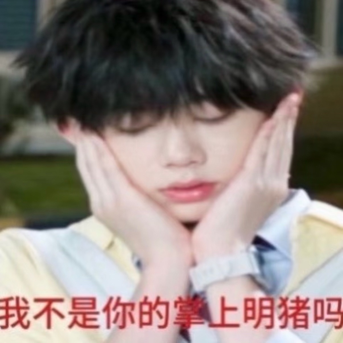 我要发寻猪启事 ​​​
