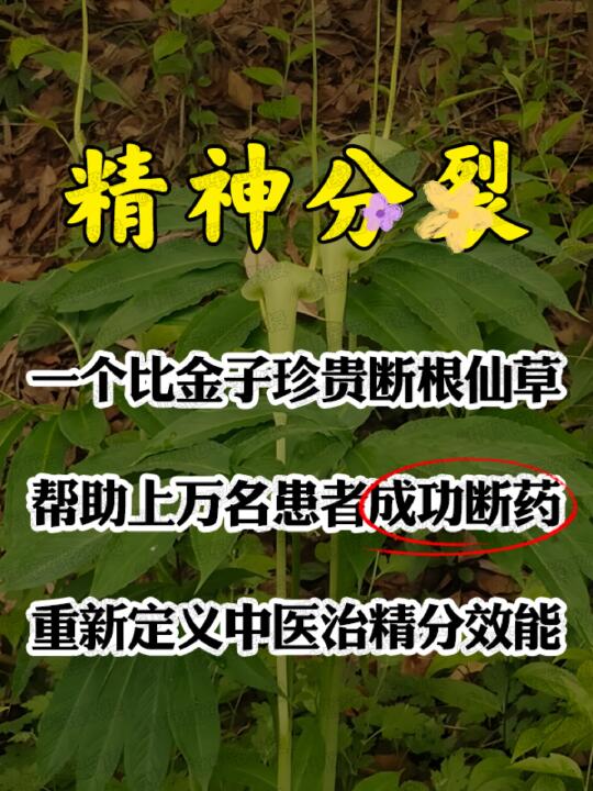 精神疾病一个比金子珍贵断根仙草，帮助上万名患者(成功断药)，重新定义中...