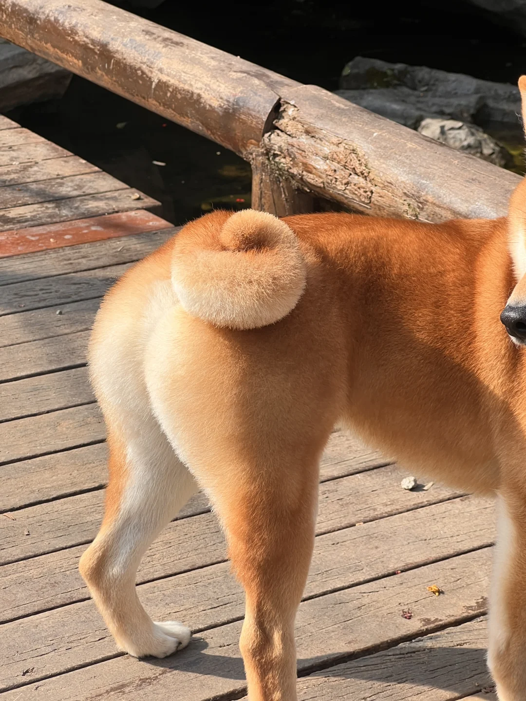 全世界独一无二的不会摇尾巴的小狗🥯