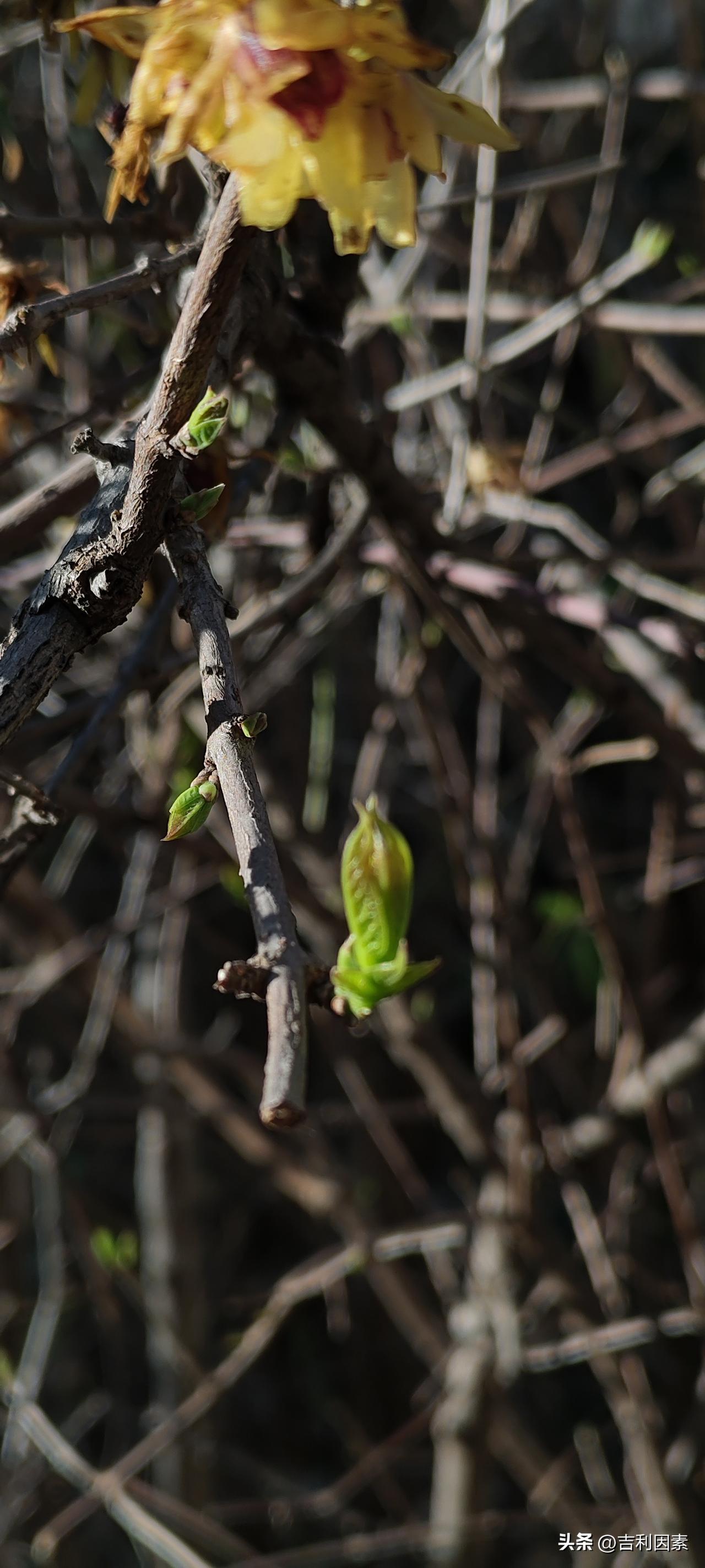 据称伊朗新选出的最高领袖又受袭受伤了，这一方面凸显出美以的霸道与凶残，另一方面也
