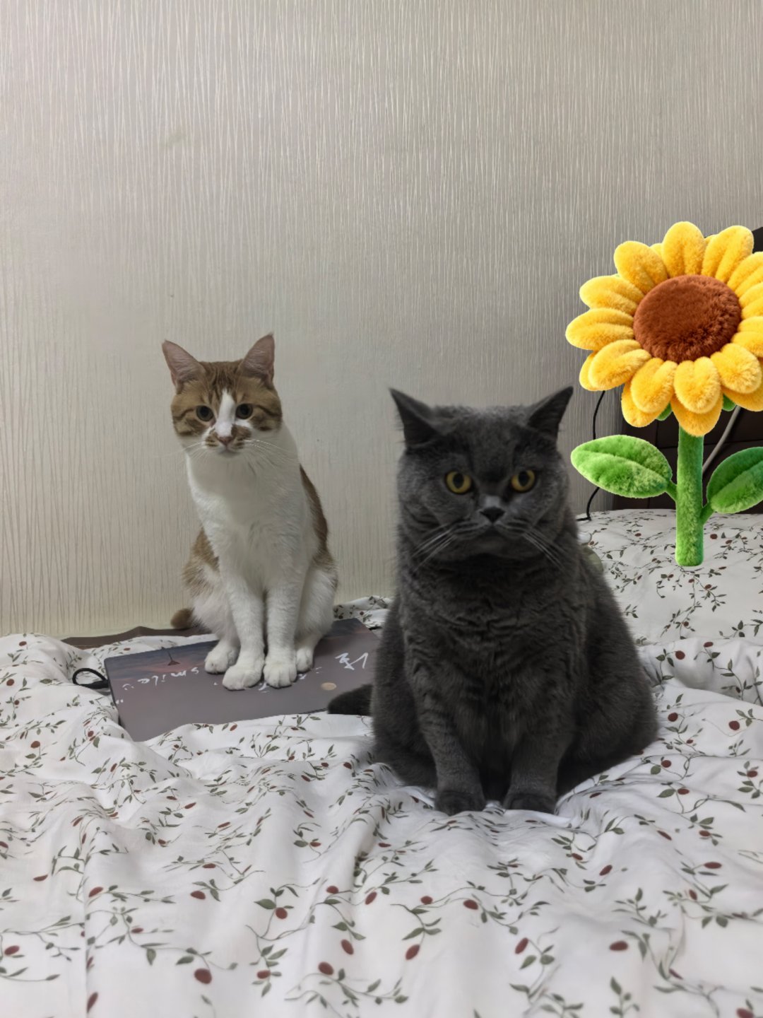 猫咪 嘿嘿同框了 ​​​