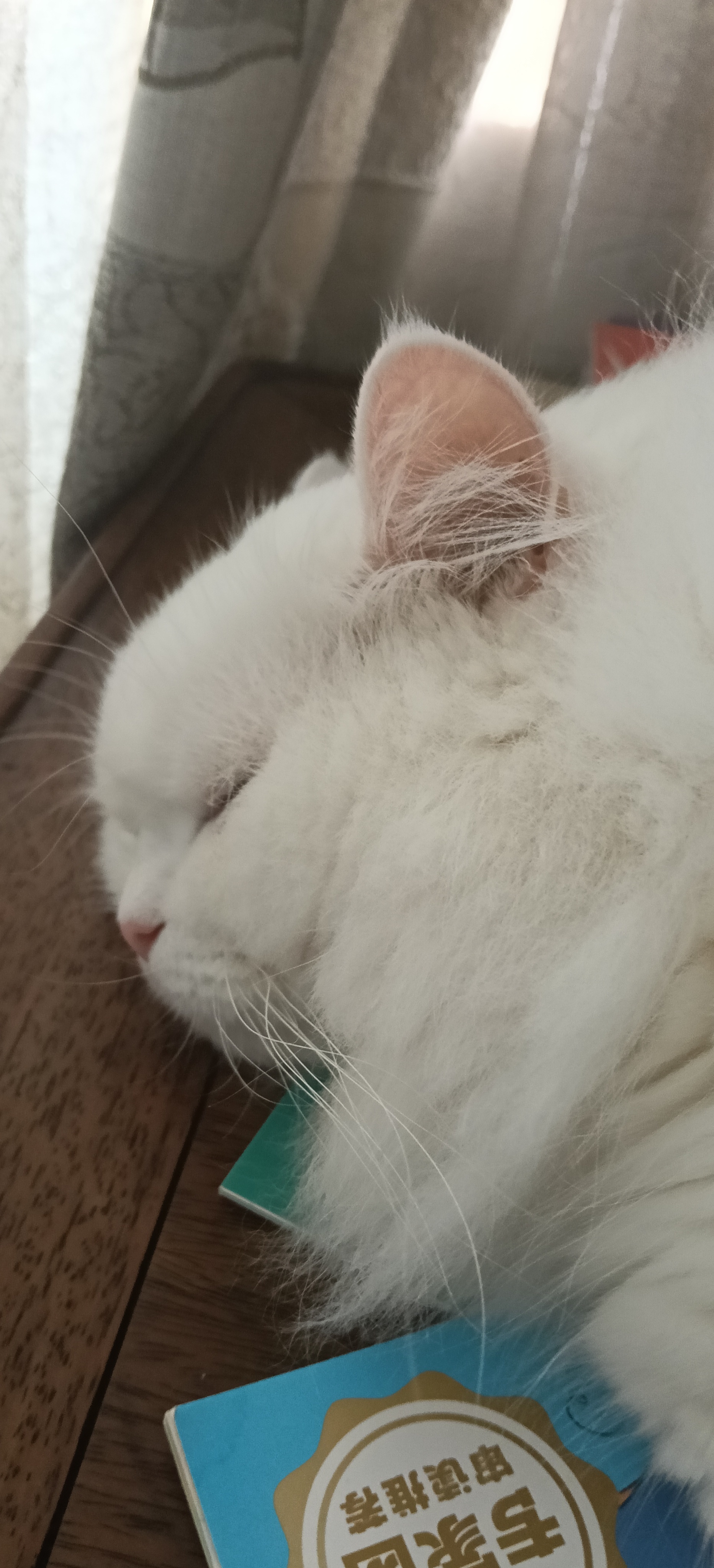 冬眠中 