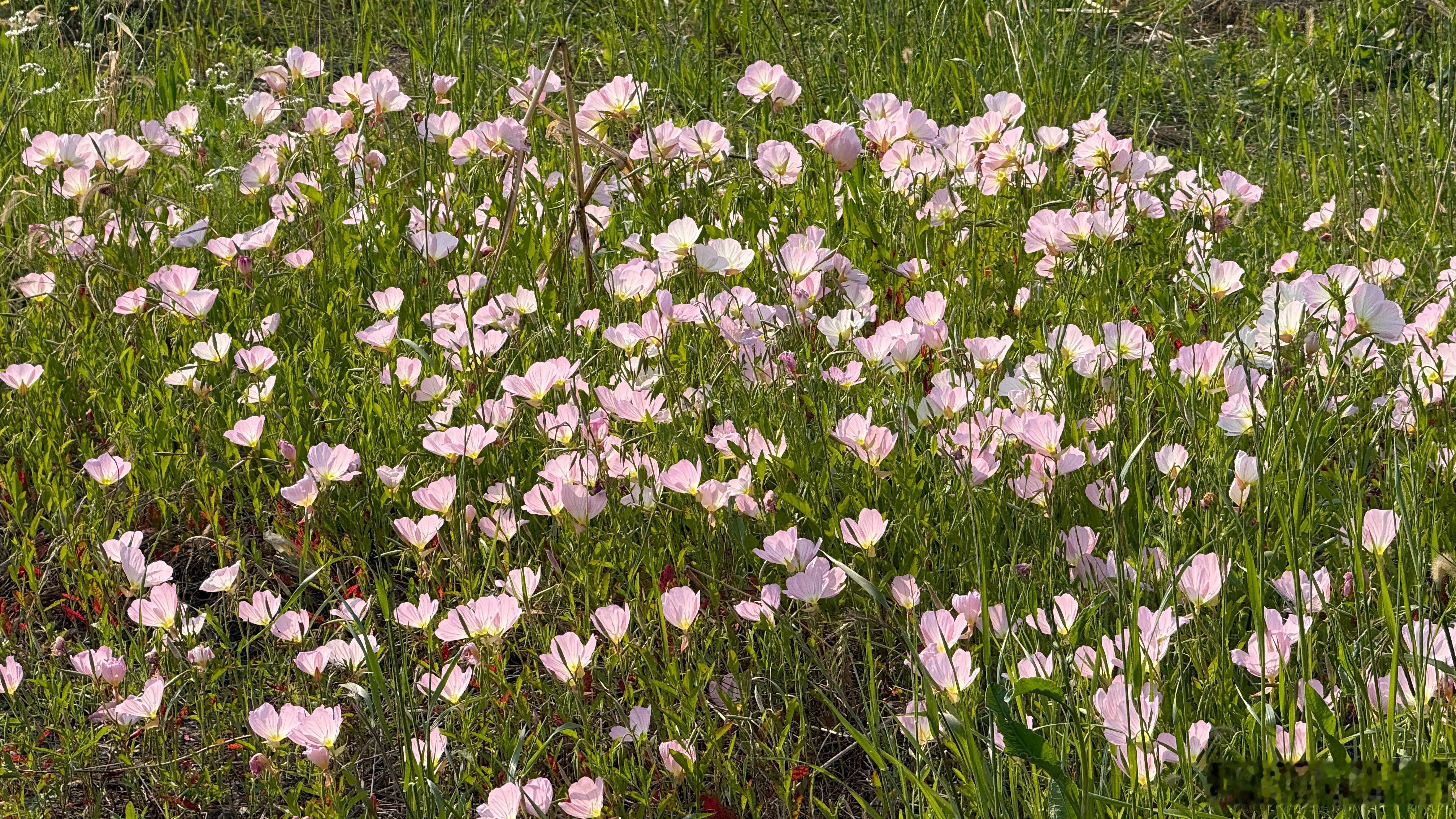 徐州市泉山区，路边的小花。 徐州