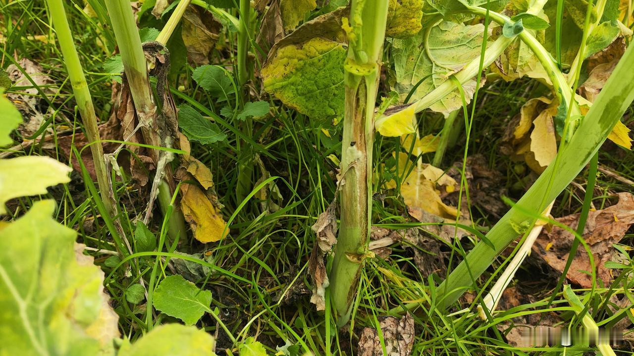 【科学种植】低温阴雨天气导致田间湿度大，油菜抗性减弱，油菜菌核病发生较重，在油菜