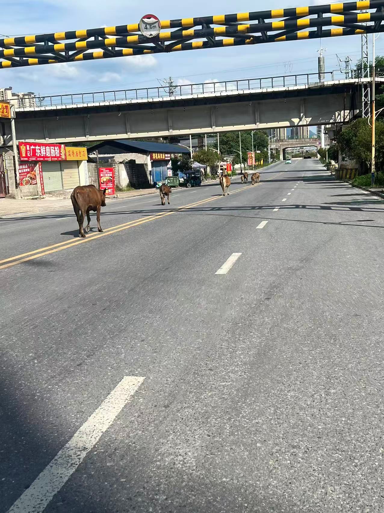 牛马出行，看到牛马当道