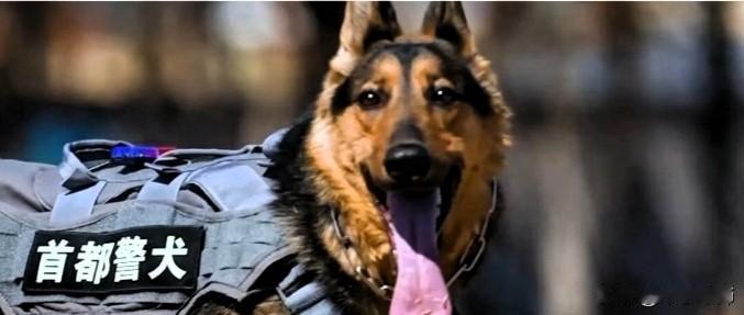 “昆明犬”，“国货之光”中的璀璨明星！
“中国昆明犬”，资料记载，早在2007年