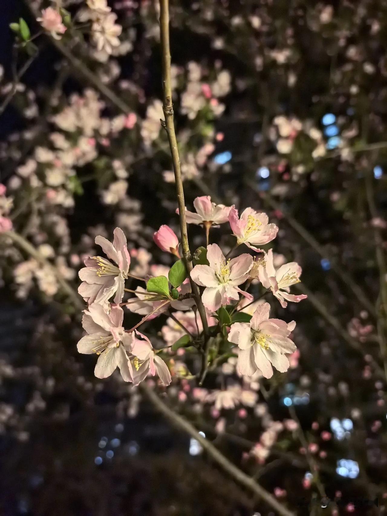 春日生活打卡季一树梨花压海棠