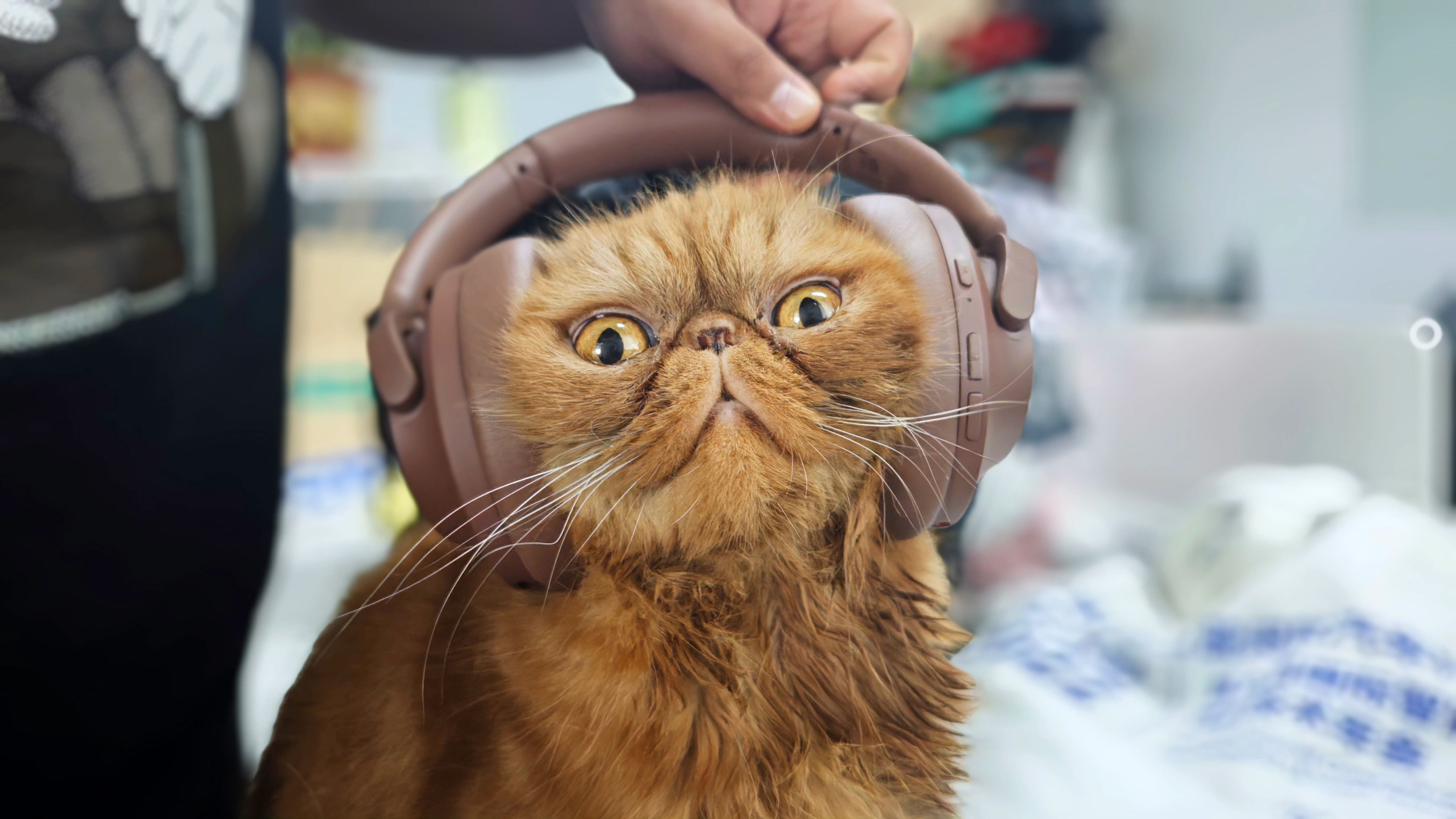 网瘾猫，电竞加菲哥 ​​​