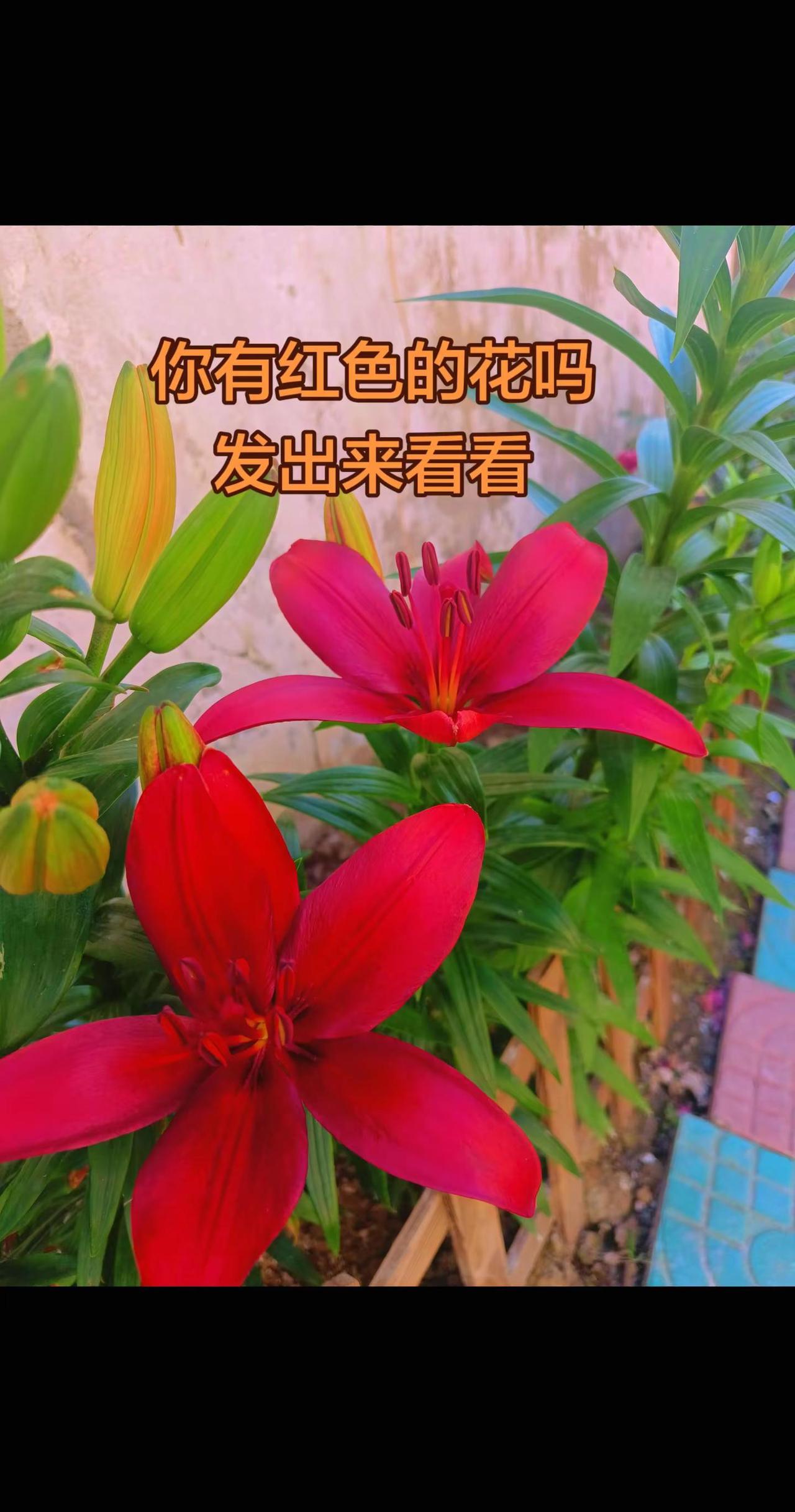 新开的百合花