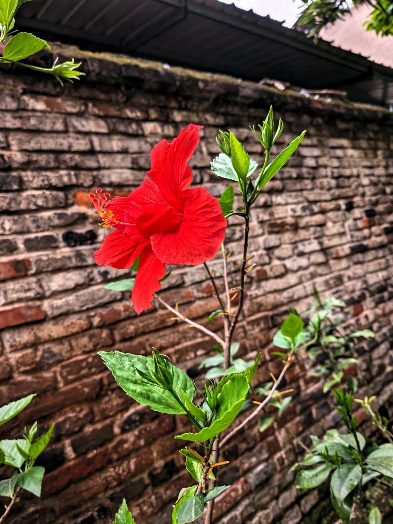 我的木槿花又开了，美！
