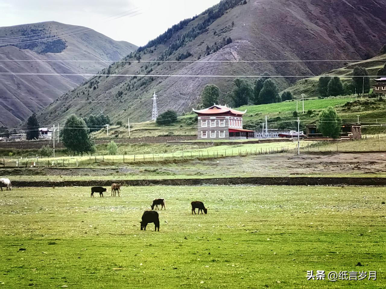 终于遇见了想象中的草原，有青草，有野花，有牛羊，有湿地，还可以骑马。风景太美，摄