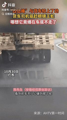 近日，广东韶关，一货车司机
行驶在山路中时，不小心碾到了一条3米长的眼镜蛇，司机