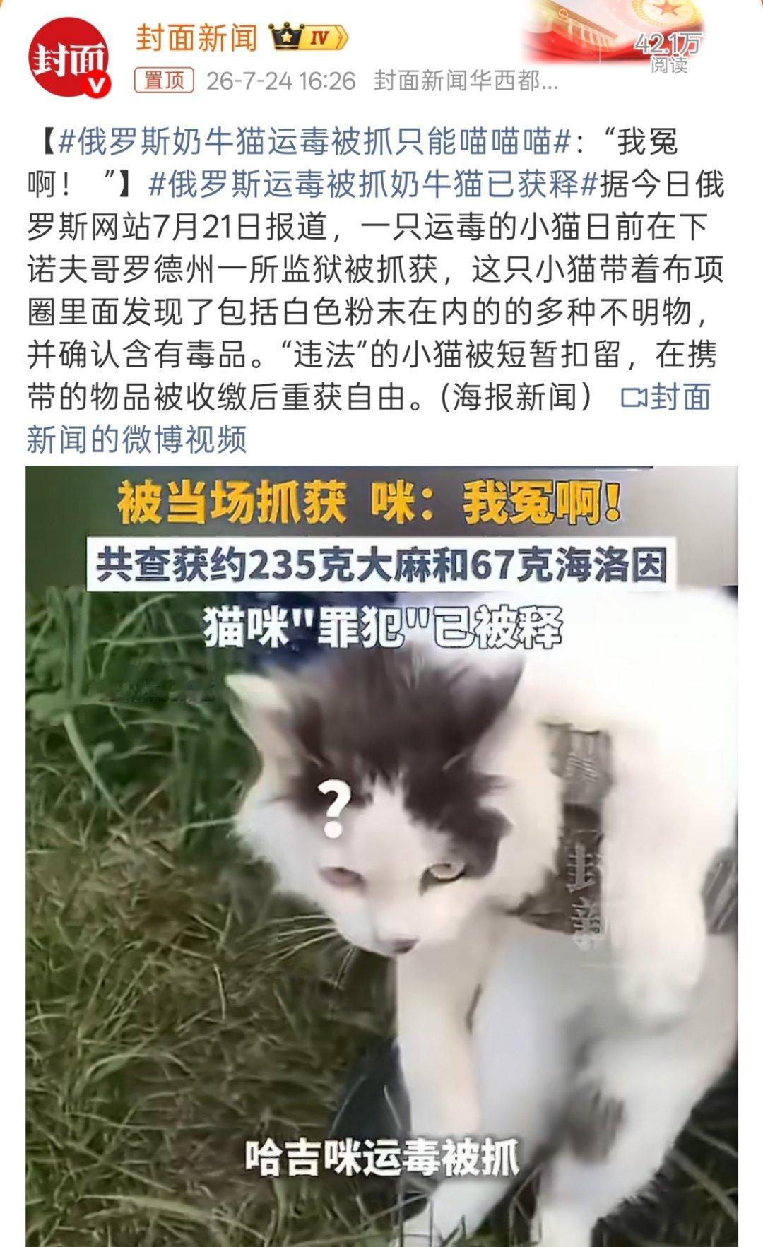 俄罗斯奶牛猫运毒被抓只能喵喵喵幸好不是在它肚子里，也是有苦说不出。 
