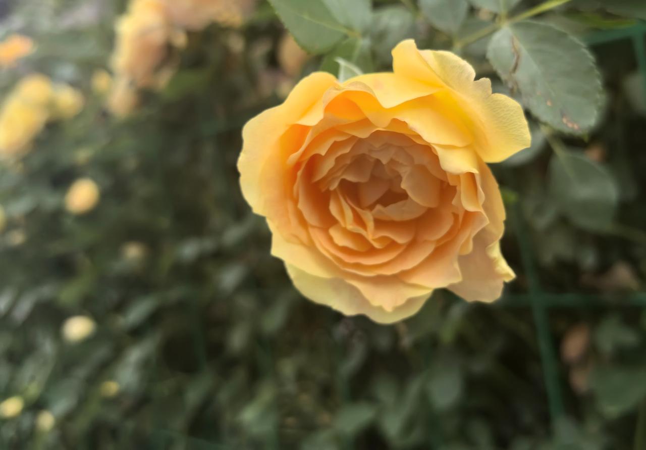 【热评】权利让渡与容忍义务
女子称酒店回访电话暴露开房致其离婚

女子因酒店回访