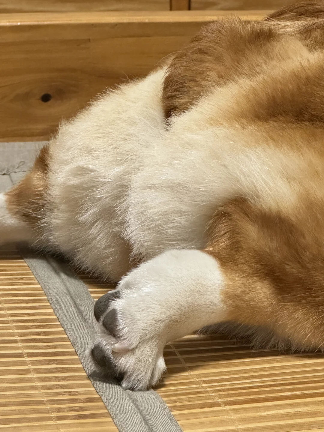 倔强小猪脚🐷也不知道在蹬什么……