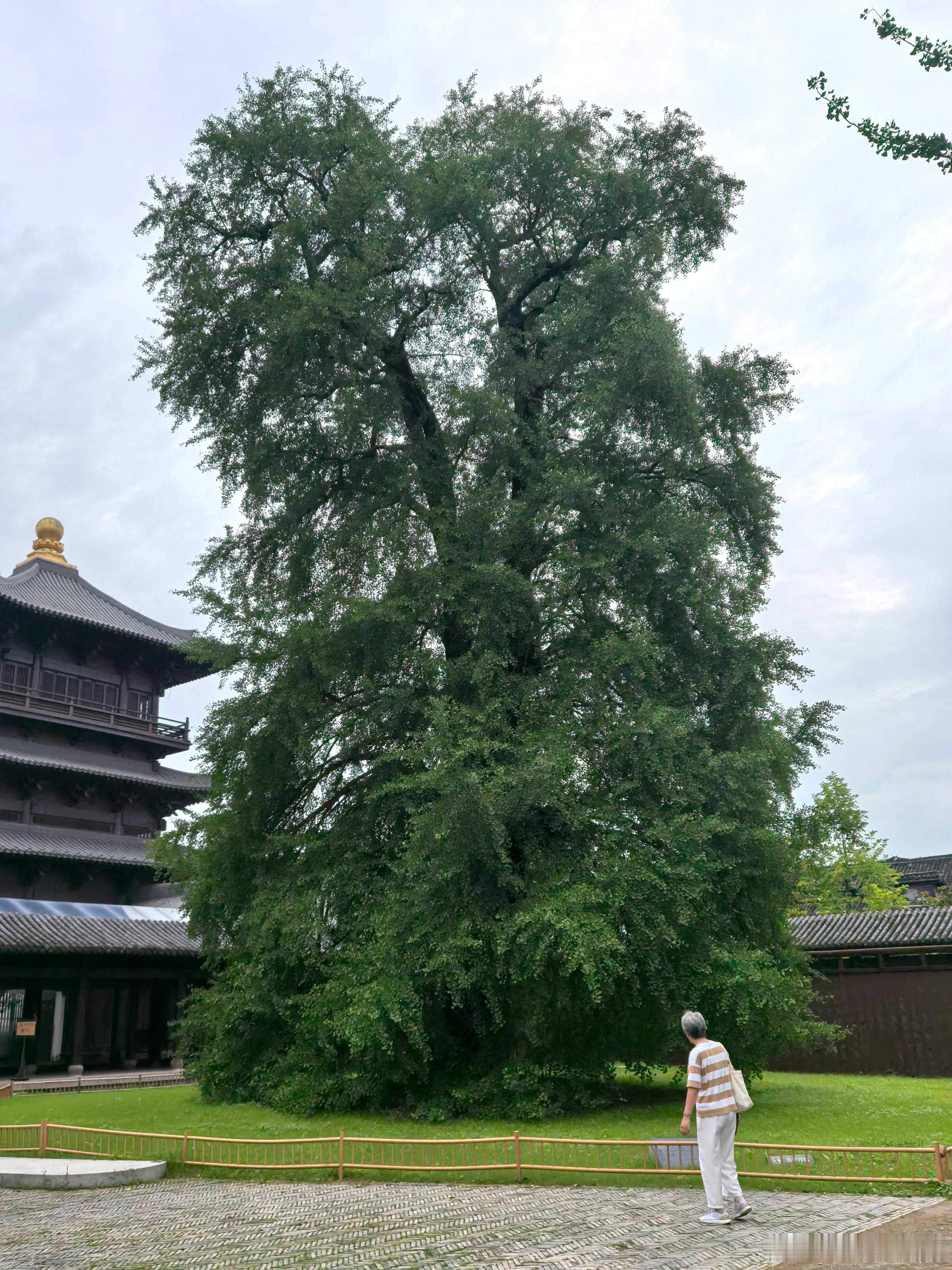 濮院一日 