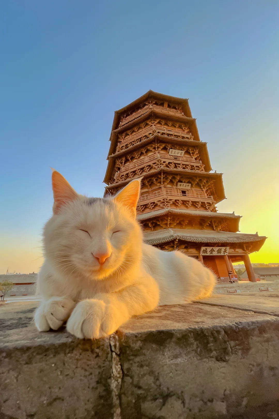 山西古建里的猫（二）