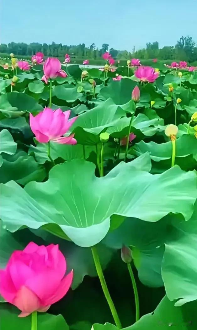 《念奴娇·心善安然》
 
流年漫溯，
悟浮生真谛，
初心长守。
知足常怀尘事淡，