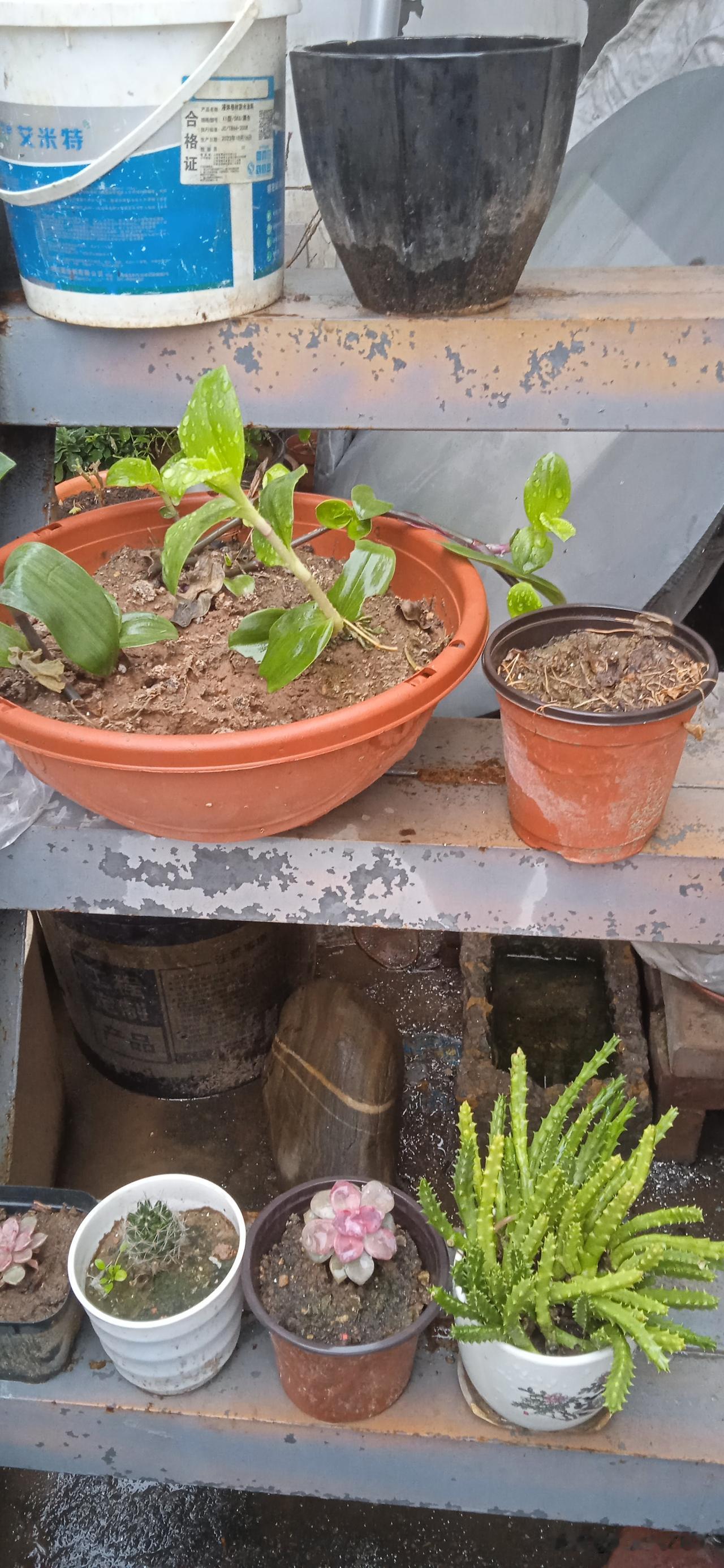 养多肉植物如同拥有一方超治愈的小天地。我家养了许多品种，桃蛋圆滚滚的叶片粉嫩可爱