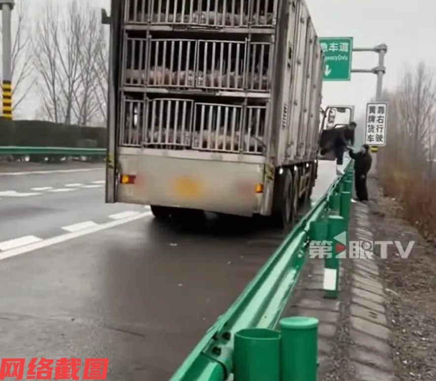 安徽阜阳有女子开车在高速上。

你只不过让女子没有想到的事，碰到运小猪仔车的车挡