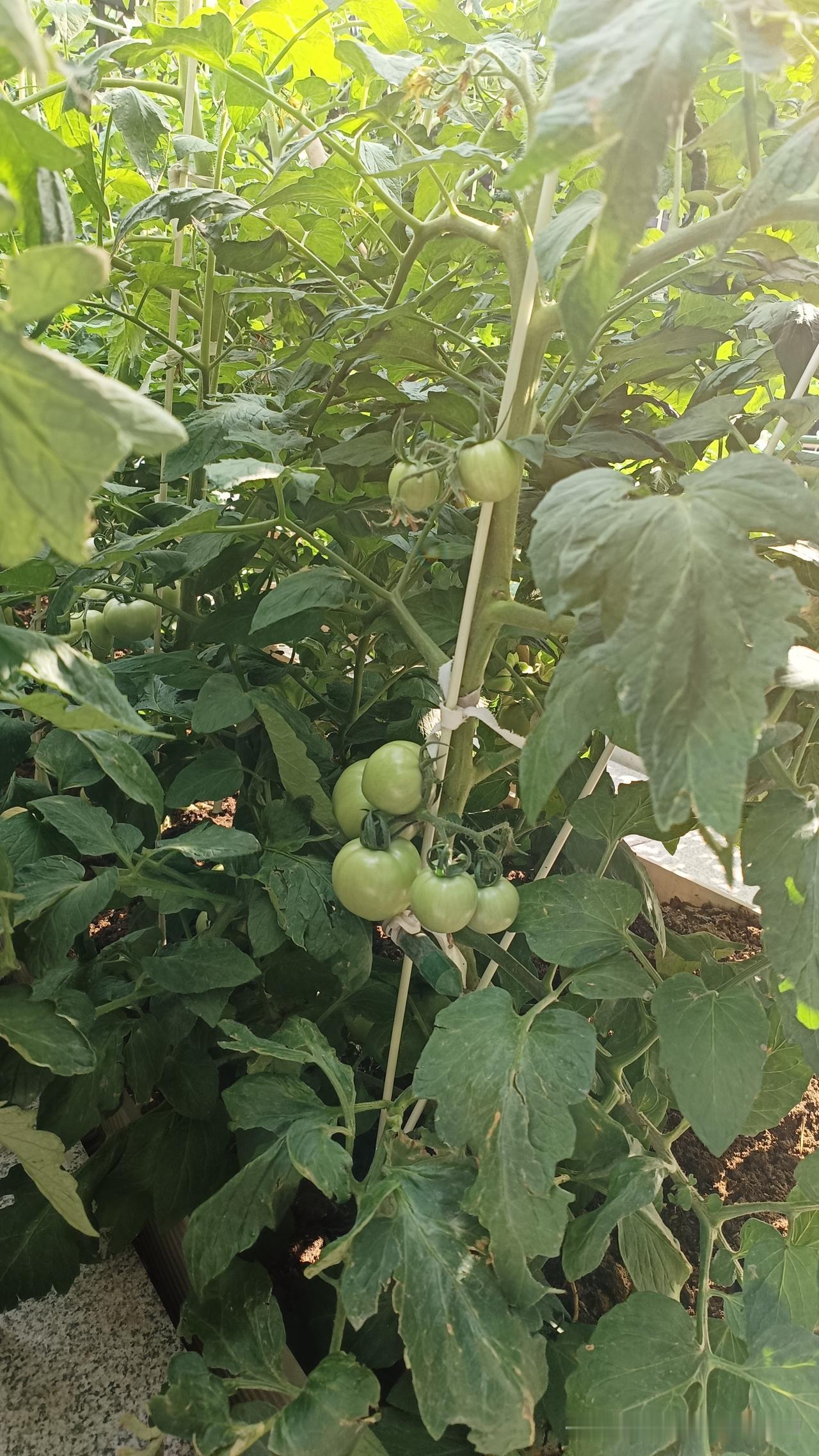 我种番茄多年总结！五层果打顶后，果子长得匀全靠这几步

我的西红柿已经结5层果了
