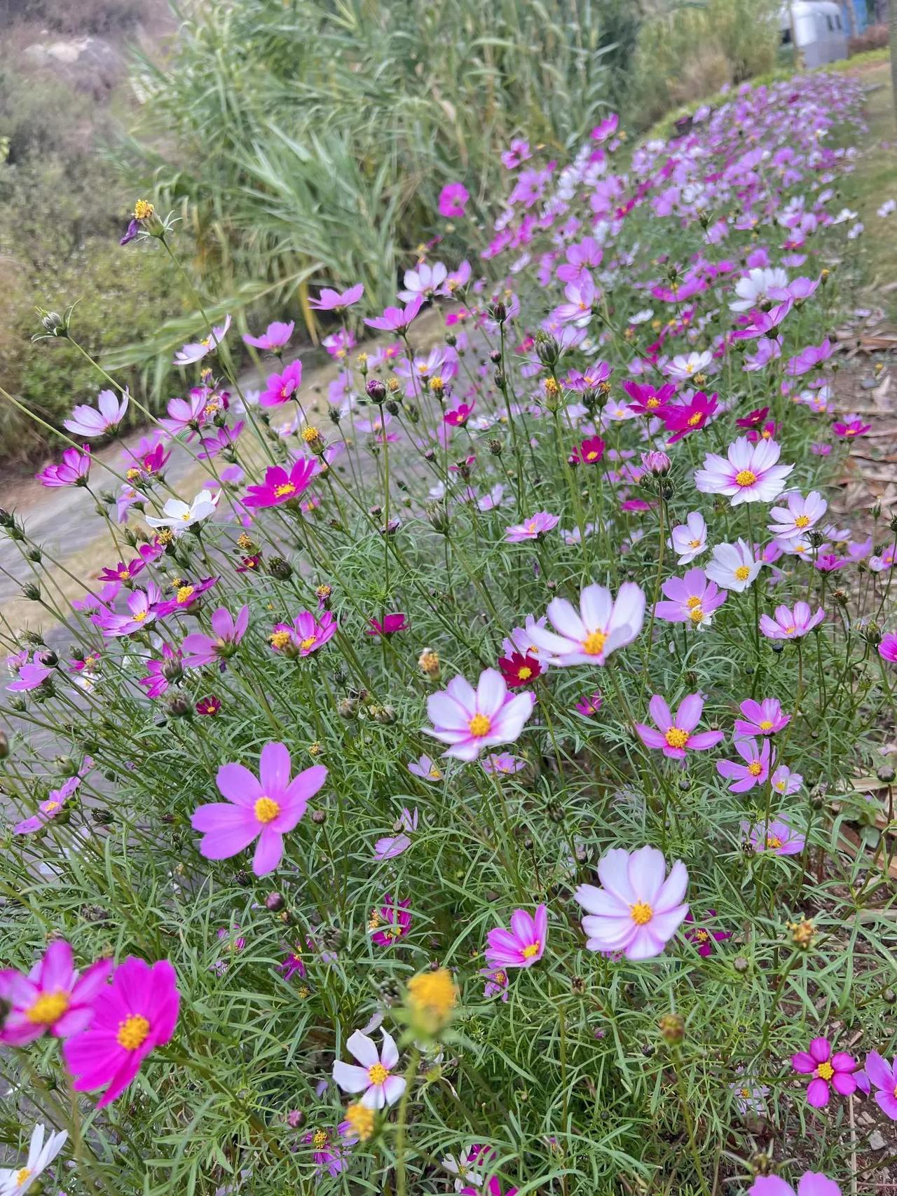 芳草萋萋遍野，
繁花似锦映天。
花枝招展景色美