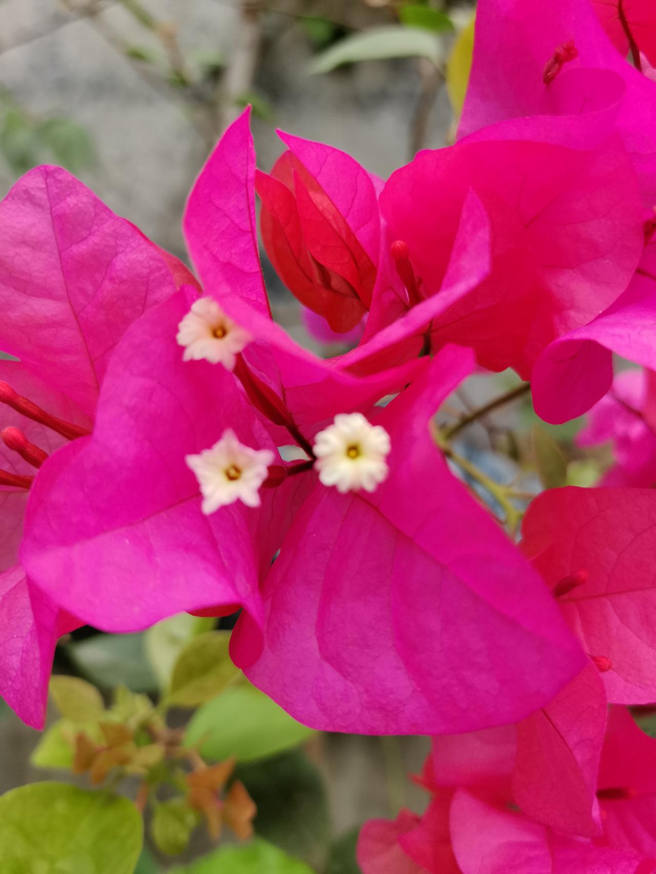 晒图笔记大赛春天的三角梅