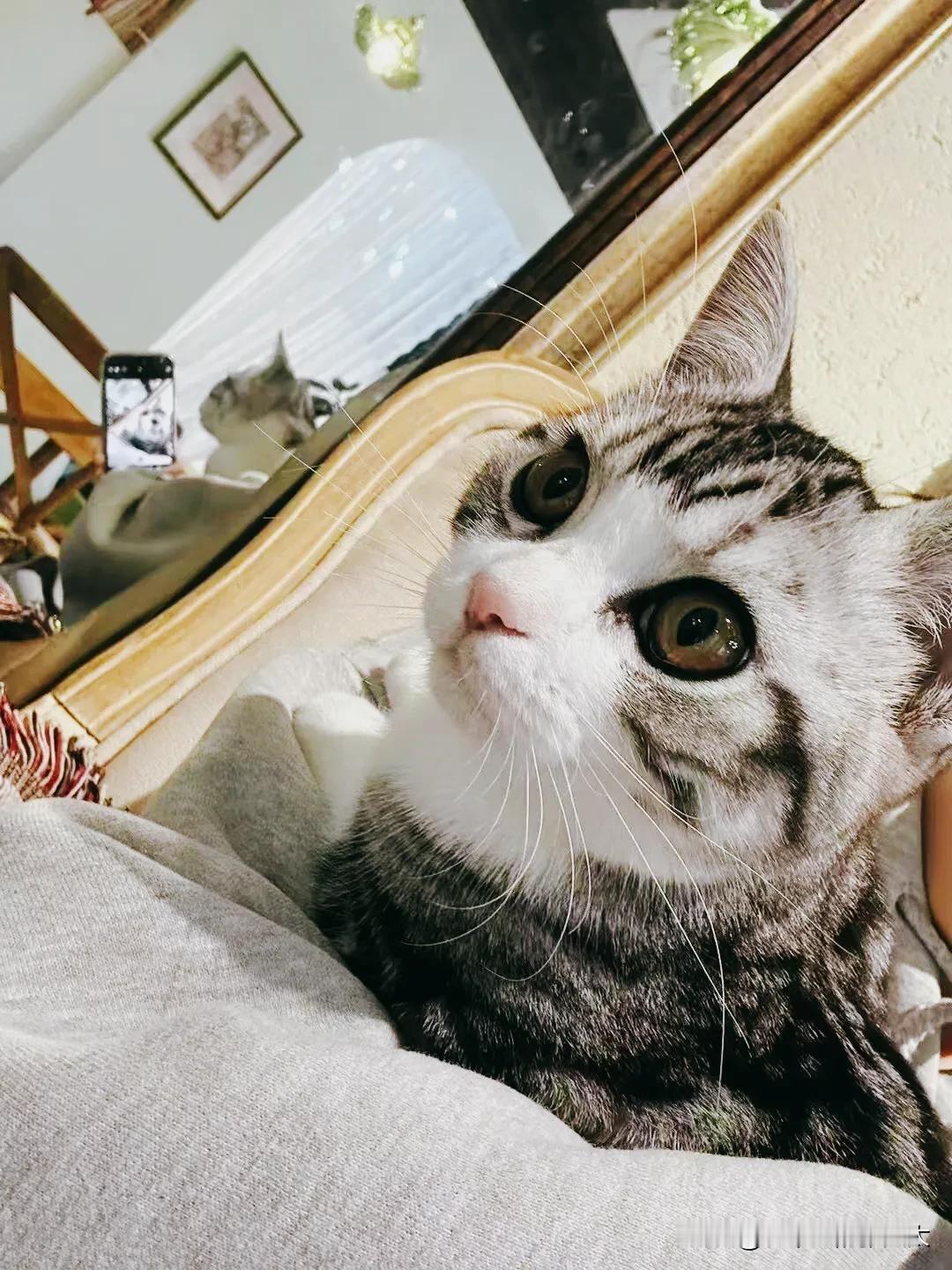猫卧枕边，静待时光。