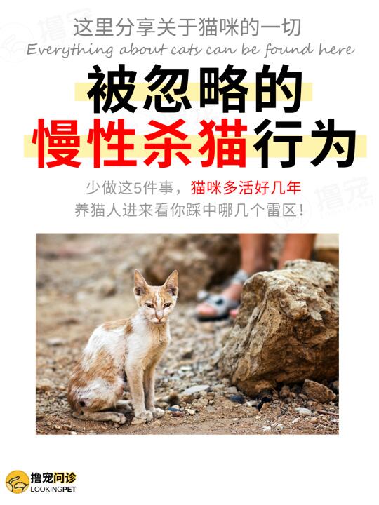 少做这5件事，让猫猫更长寿！