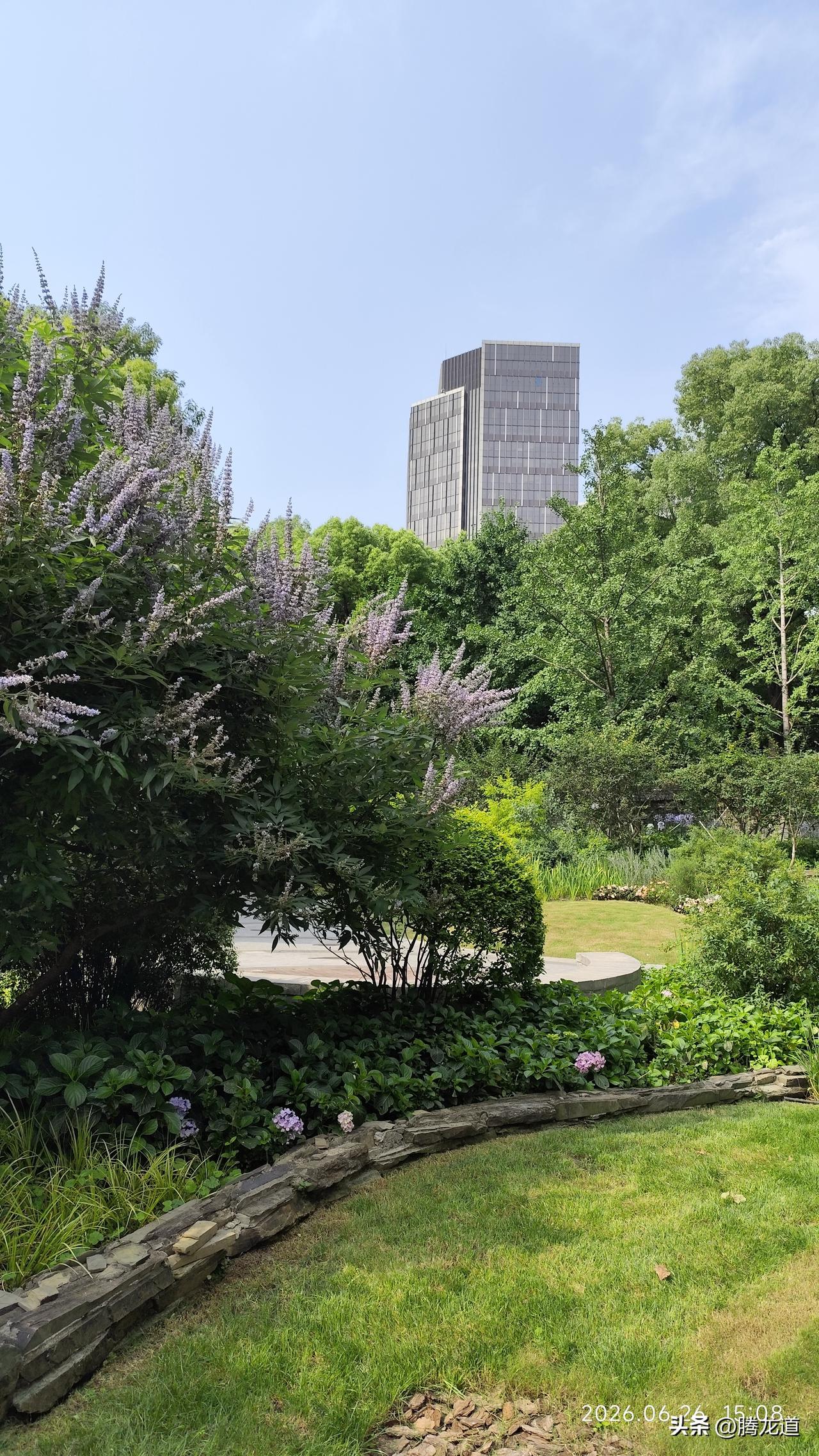 公园美丽景随拍夏日公园翠滿园