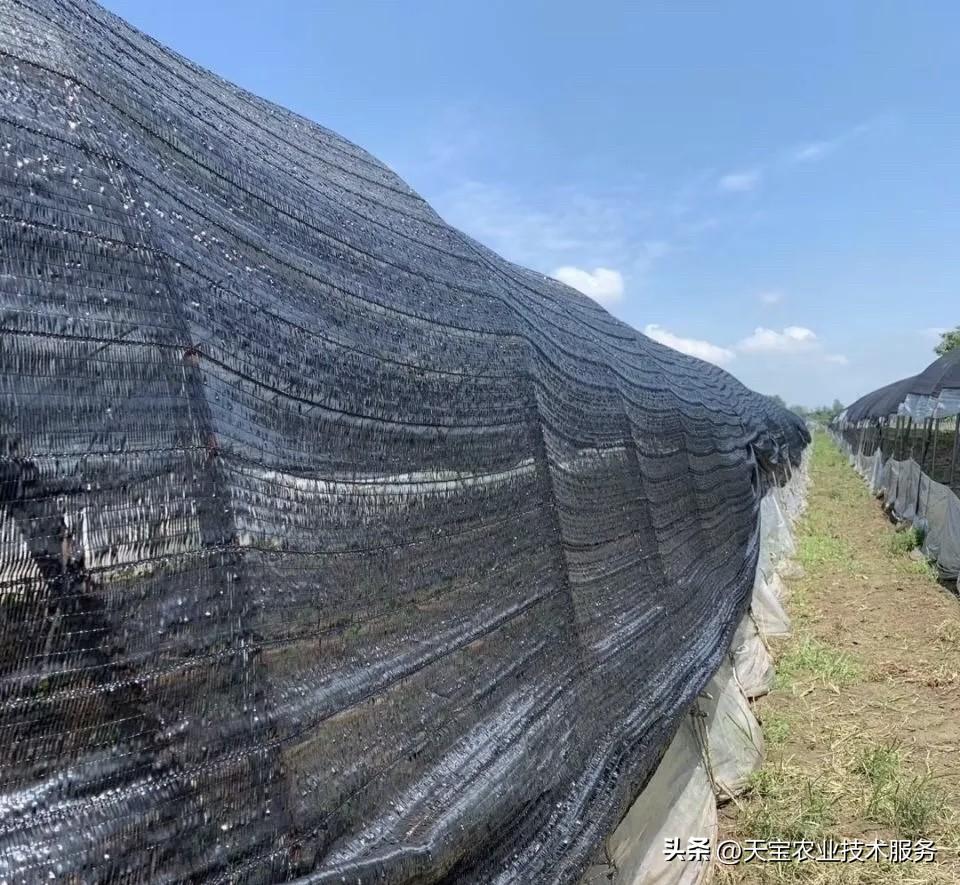 老铁们注意了！国际尿素价格这几天像坐滑梯一样往下掉，最狠的一吨跌了746块钱！这