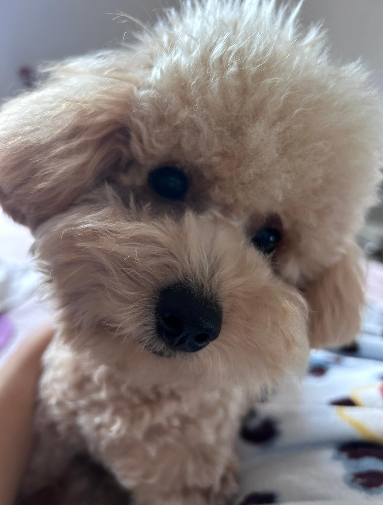 隆重介绍一下这是我的豆包☺️ ​​​