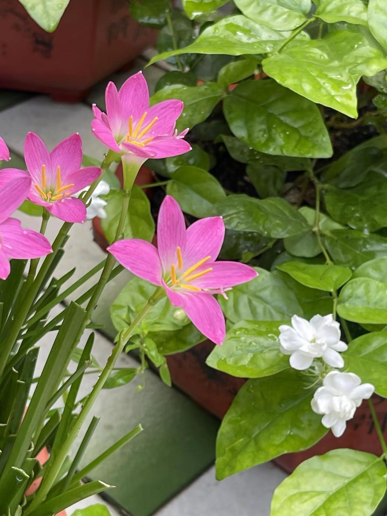阳台小清新！🌼🌸🪷爱种花爱生活
