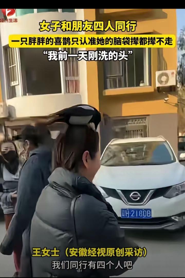 科学也解释不清了!近日辽宁营口，女子和朋友出门逛街，路上碰到了一只喜鹊，女子看到