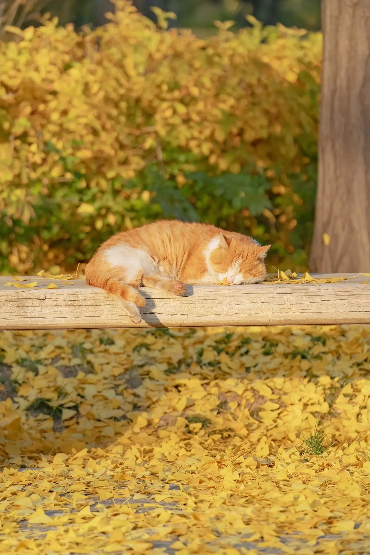 拍猫十年，银杏猫猫得意之作。大家好，我是猫咪摄影师喵呜不停，十多年来全...