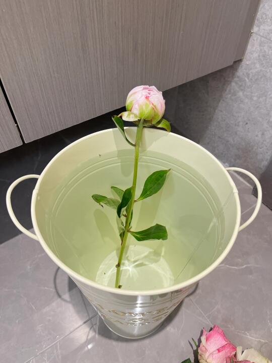 听我的，芍药也要深水醒花！