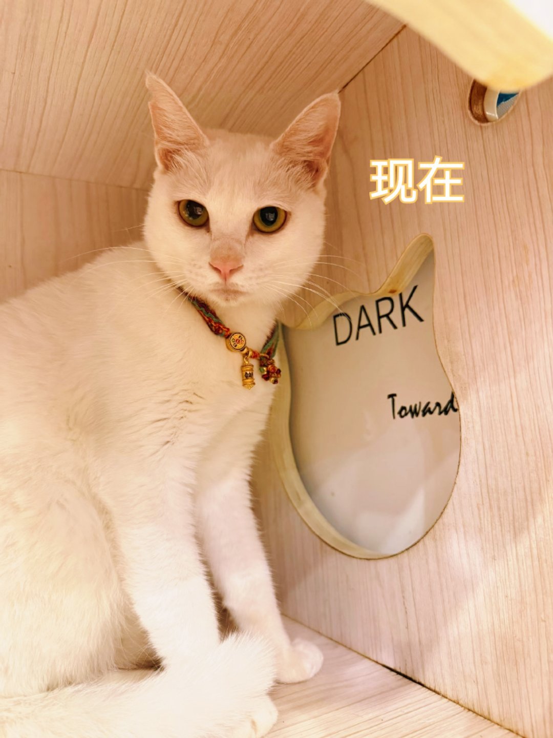 花生妹妹的逆袭。。。猫咪 深圳
